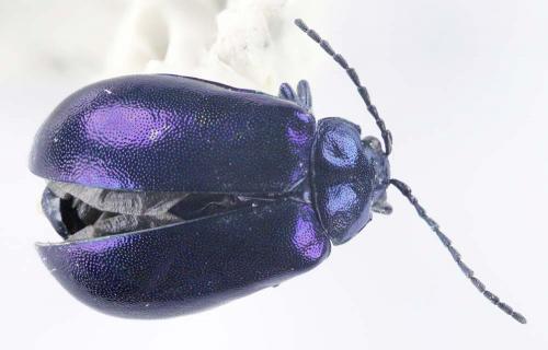 Agelastica alni